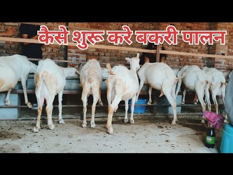 कैसे शुरू करे बकरी पालन। New Start। #goat #bakri #बकरी