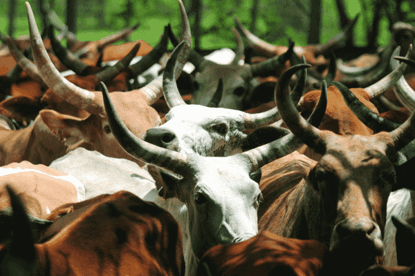 livestock-india-2014