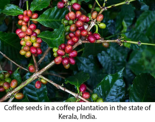 Coffee Plantations in Kerala  India - 12