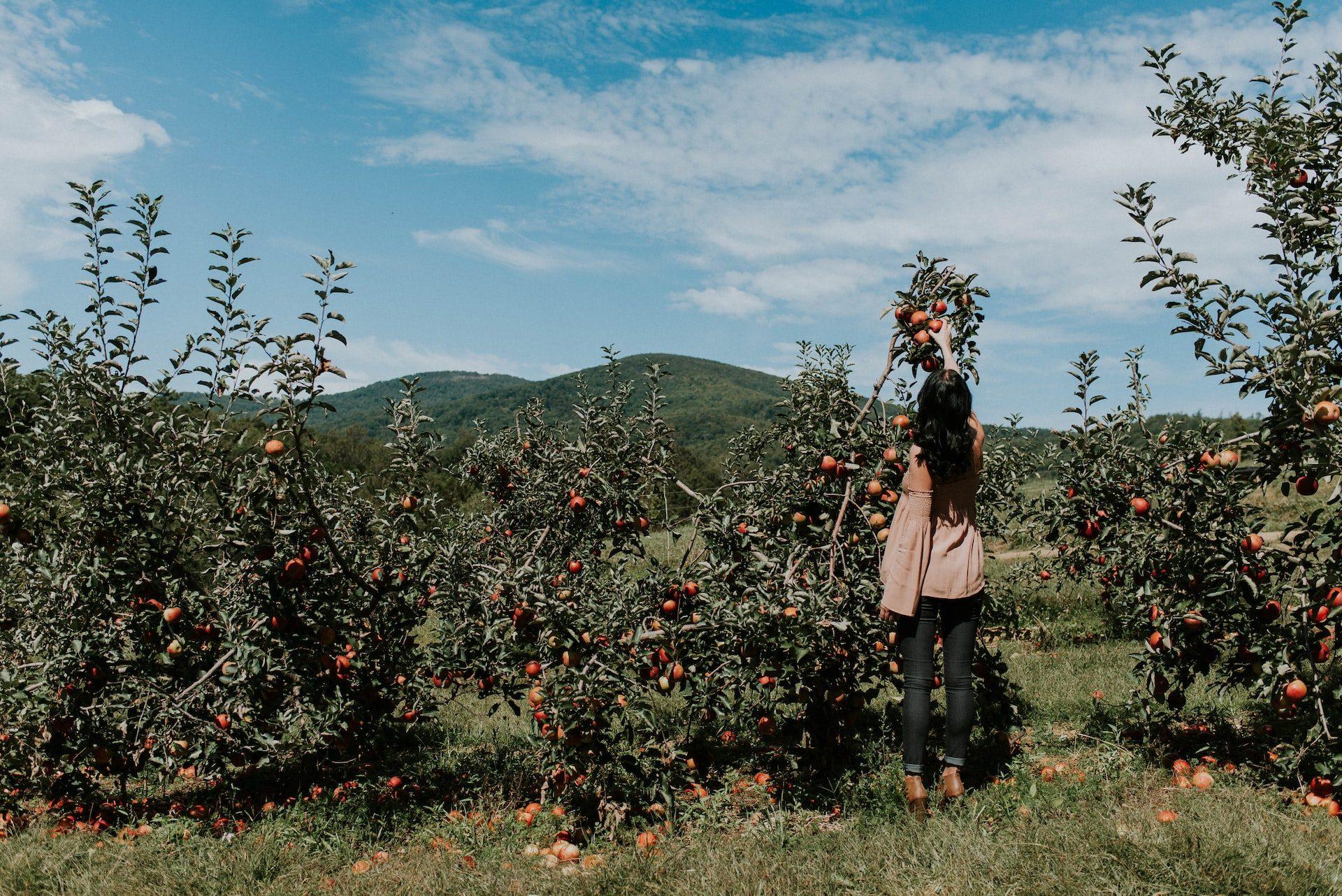 Plucking apples 