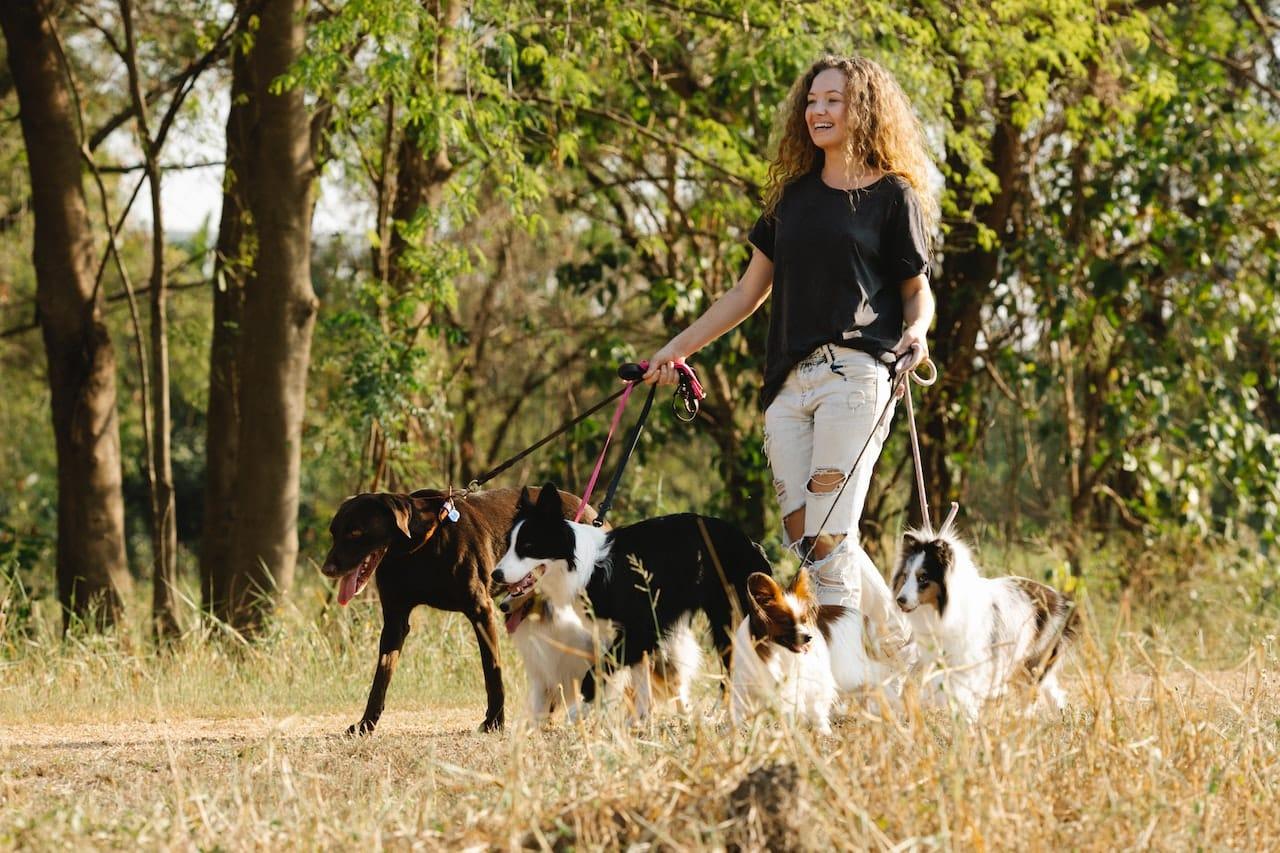 Girl walking dogs | jobs for 15 year olds