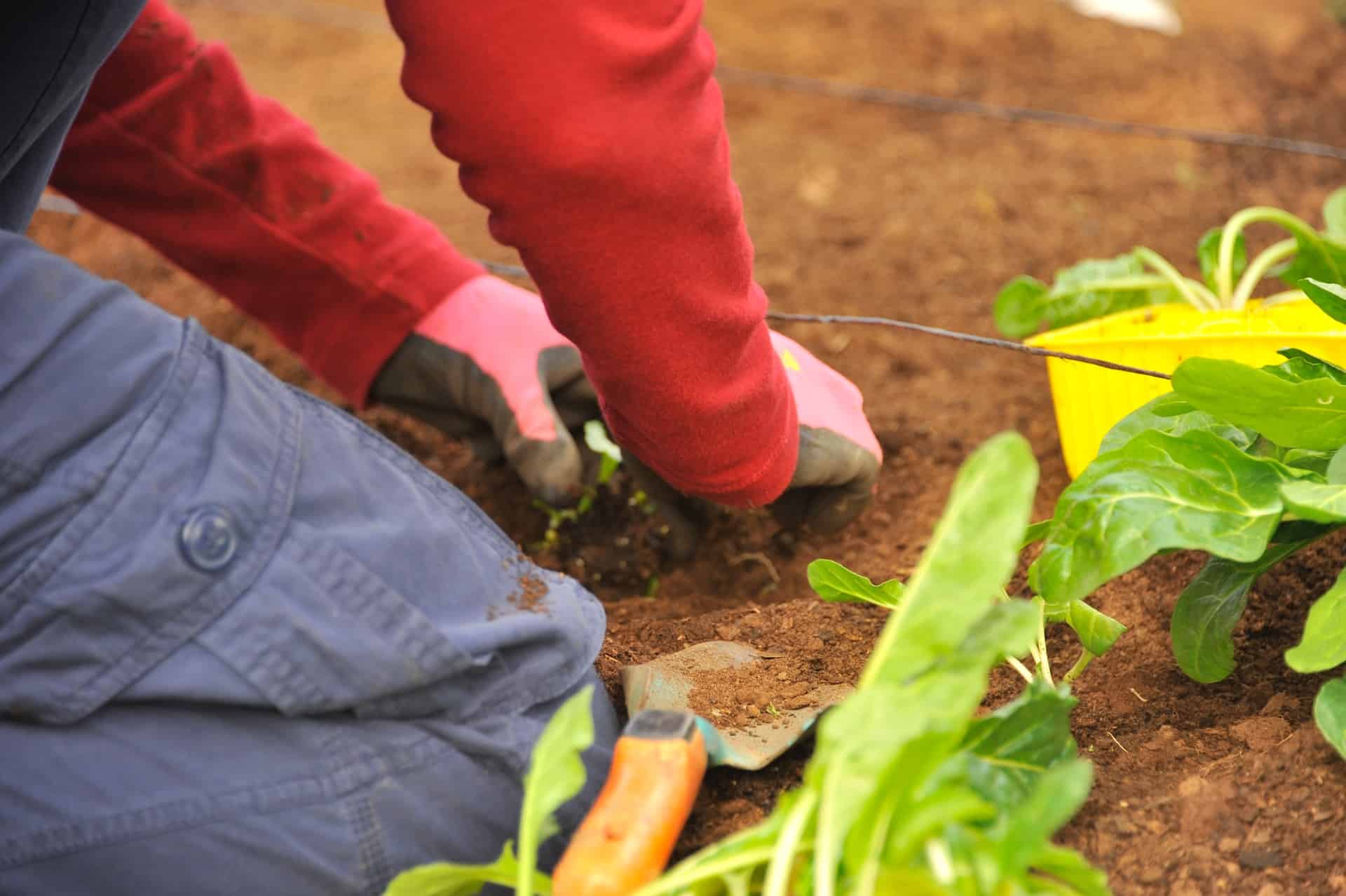 Working in garden