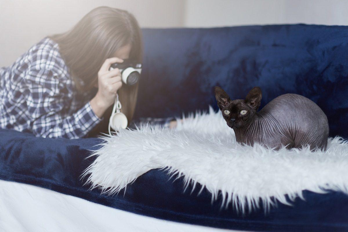 Pet Influencers are Taking Over Social Media by Storm but Do They Know How to Do Taxes?