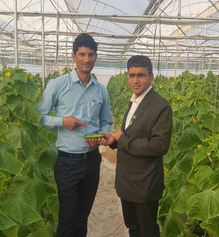 Ganga Ram in his cucumber farm