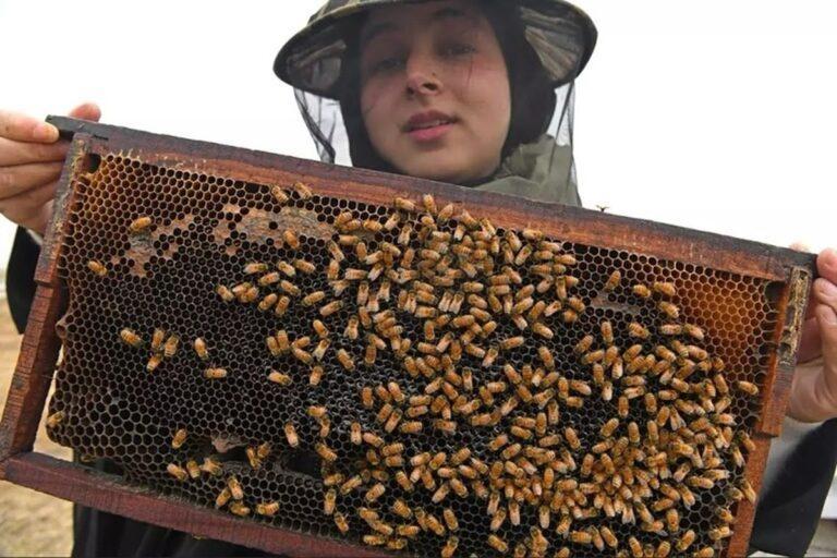 20-Year-Old Beekeeper Zaniya Zehra: The Bee Queen of Kashmir