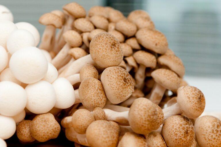 How This Assistant Professor is Empowering Women Through Biotechnology Doctor Dahiya Mushroom Farm by Sonia
